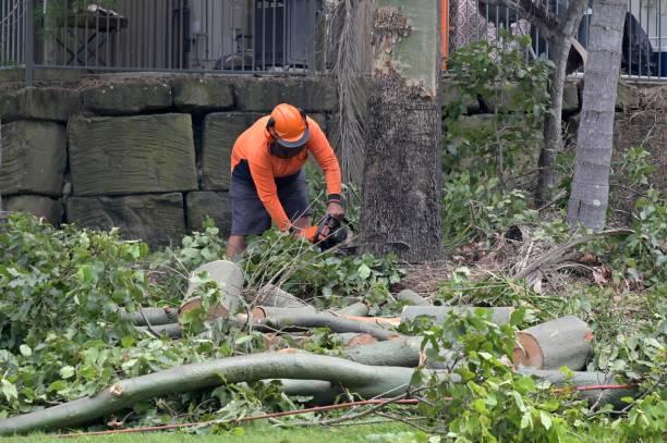 Tree and Shrub Care in Malden, MO